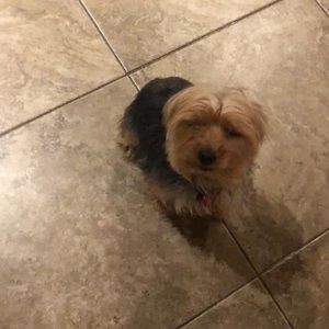 Meet your Posher, Silvia